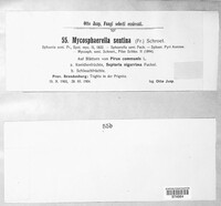 Mycosphaerella pyri image
